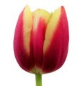 ΤΟΥΛΙΠΑ ΔΙΧΡΩΜΗ.....TULPEN  LEEN VD MARK